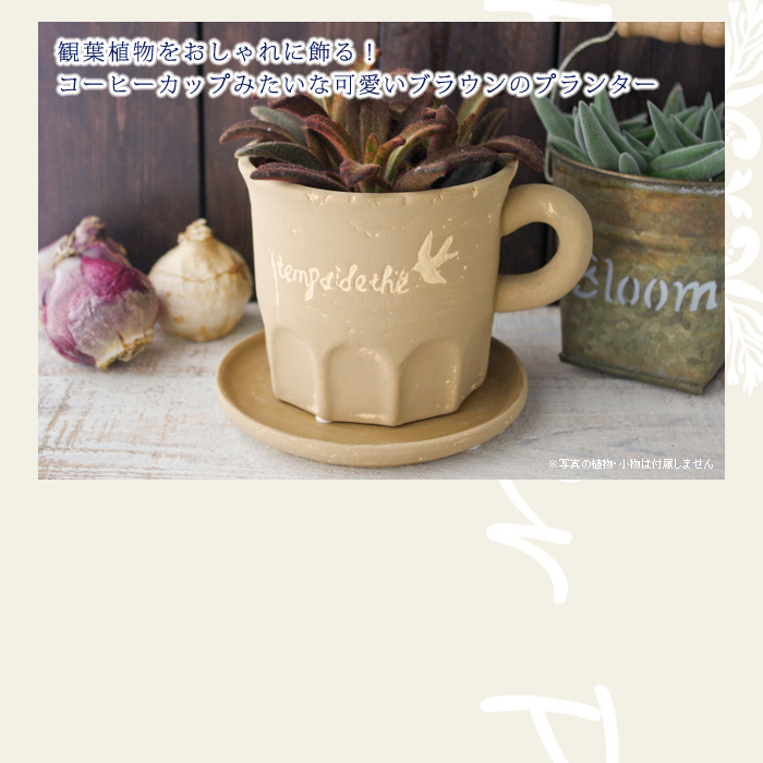 観葉植物をおしゃれに飾る!
コーヒーカップみたいな可愛いブラウンのプランター