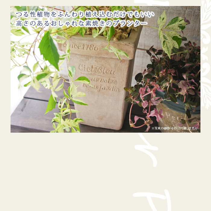 つる性植物をふんわり植え込むだけでもいい高さのあるおしゃれな素焼きのプランター