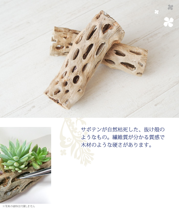 サボテンが自然枯死した抜け殻のようなもの。繊維質が分かる質感で、木材のような硬さがあります。