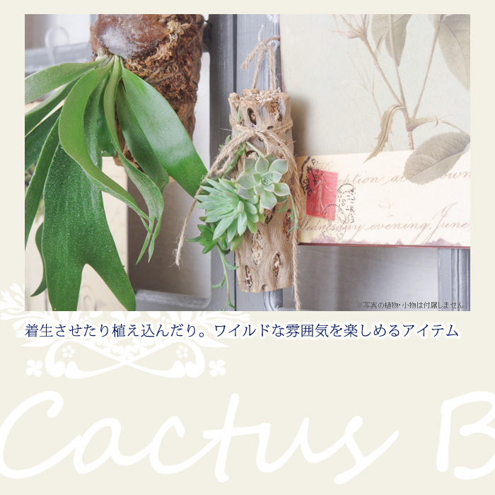 着生させたり植え込んだり。ワイルドな雰囲気を楽しめるアイテム。