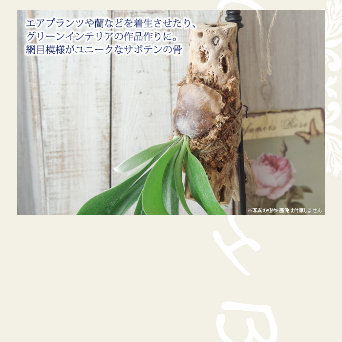 エアプランツや蘭などを着生させたり、グリーンインテリアの作品作りに。網目模様がユニークなサボテンの骨。