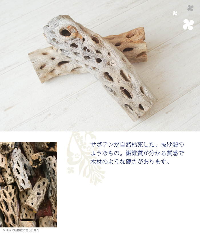 サボテンが自然枯死した抜け殻のようなもの。繊維質が分かる質感で、木材のような硬さがあります。