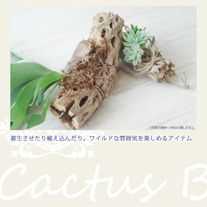 着生させたり植え込んだり。ワイルドな雰囲気を楽しめるアイテム。