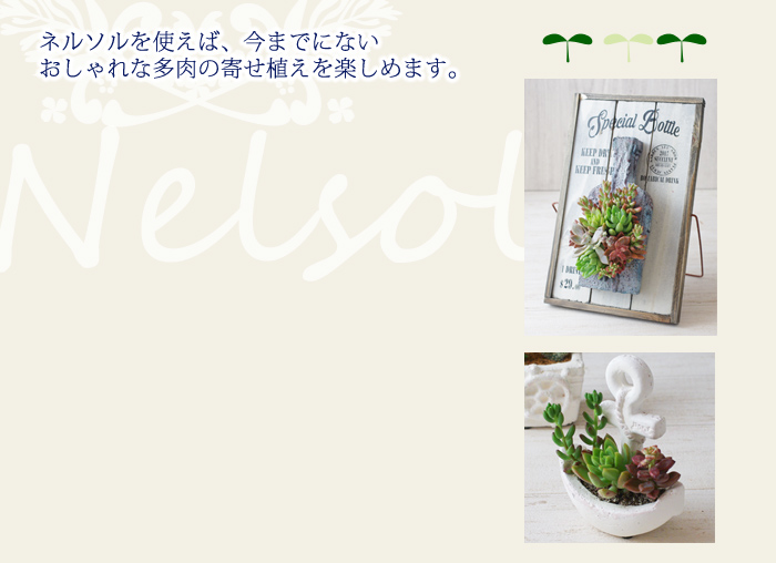 ネルソルを使えば、今までにないおしゃれな多肉の寄せ植えを楽しめます。