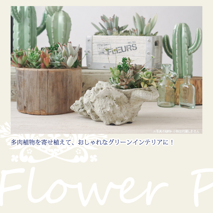 多肉植物を寄せ植えて、おしゃれなグリーンインテリアに