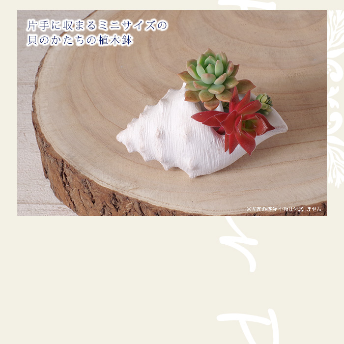 片手に収まるミニサイズの貝のかたちの植木鉢