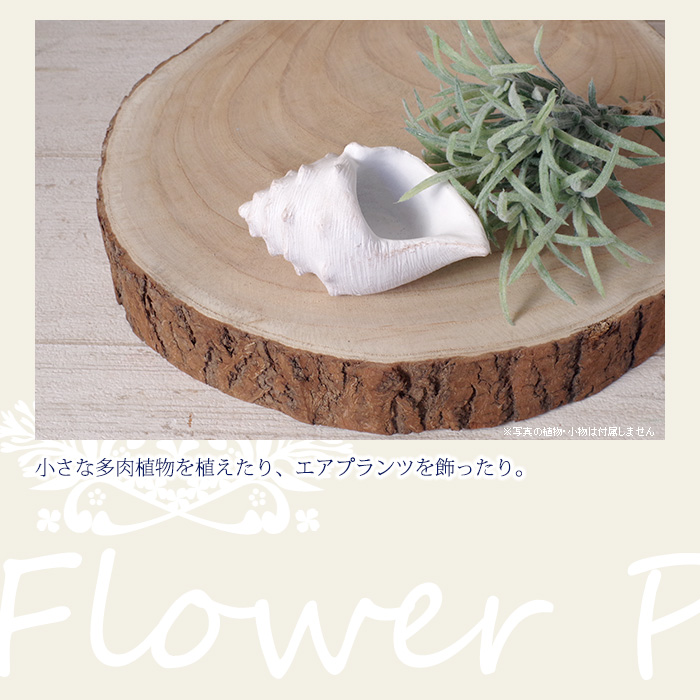 小さな多肉植物を植えたり、エアプランツを飾ったり。