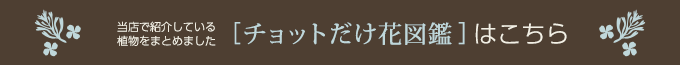 チョットだけ花図鑑はこちら