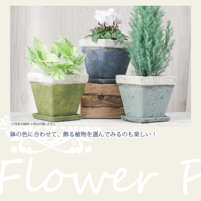 鉢の色にあわせて、飾る植物を選んでみるのも楽しい!